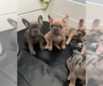 Small Photo #5 French Bulldog Puppy For Sale in MONTEREY PARK, CA, USA