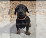 Puppy Grover Doberman Pinscher