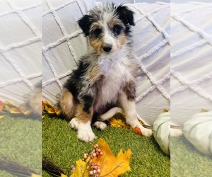Miniature Bernedoodle Puppy for sale in CINCINNATI, OH, USA