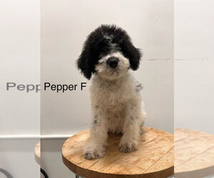 Poodle (Miniature)-Unknown Mix Dogs for adoption in Studio City, CA, USA