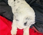 Small #13 Sheepadoodle