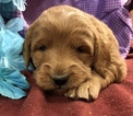 Small Photo #4 Goldendoodle (Miniature) Puppy For Sale in CONOWINGO, MD, USA