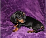 Small #3 Dachshund