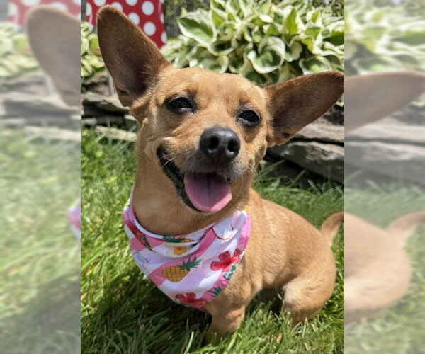 Medium Photo #5 Chihuahua-Unknown Mix Puppy For Sale in Arlington, VA, USA