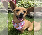 Small #4 Chihuahua Mix
