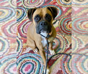 Boxer Dogs for adoption in Austin, TX, USA