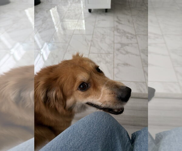 Medium Photo #4 Golden Retriever-Unknown Mix Puppy For Sale in Oak Bluffs, MA, USA