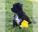Small #5 Morkie