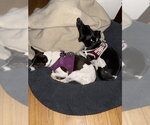 Small #9 Rat Terrier
