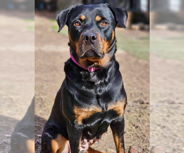 Medium Photo #6 Rottweiler-Unknown Mix Puppy For Sale in Cary, NC, USA