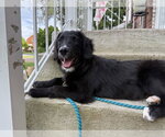 Small Labrador Retriever Mix