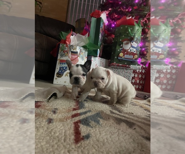 Medium Photo #10 French Bulldog Puppy For Sale in ARLETA, CA, USA