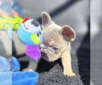 Small #4 French Bulldog