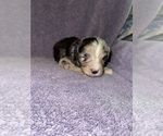 Small Photo #2 Aussiedoodle Puppy For Sale in MUNFORDVILLE, KY, USA