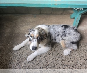 Australian Shepherd Puppy for sale in DUVALL, WA, USA