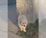 Small Photo #18 Golden Retriever Puppy For Sale in MECHANICSVILLE, MD, USA