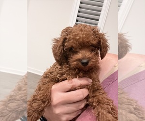 Poodle (Toy) Puppy for sale in FONTANA, CA, USA
