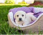 Small #10 Labrador Retriever