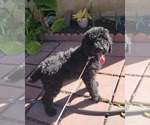 Small Photo #6 Poodle (Standard) Puppy For Sale in SAN BERNARDINO, CA, USA