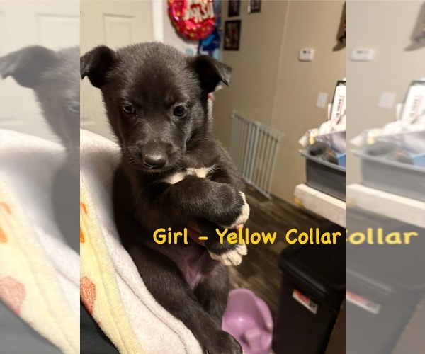 Medium Photo #1 German Shepherd Dog Puppy For Sale in ROYSTON, GA, USA