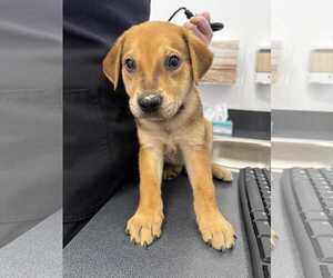 Labrador Retriever-Unknown Mix Dogs for adoption in Holly Springs, NC, USA