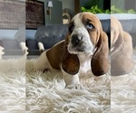 Small Photo #14 Basset Hound Puppy For Sale in HUGHSON, CA, USA