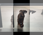 Small #6 Doberman Pinscher