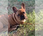 Puppy Mr Branson French Bulldog