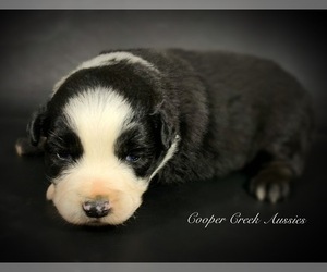 Miniature Australian Shepherd Puppy for sale in SMITHVILLE, AR, USA