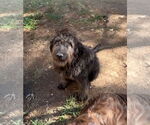 Small Labradoodle