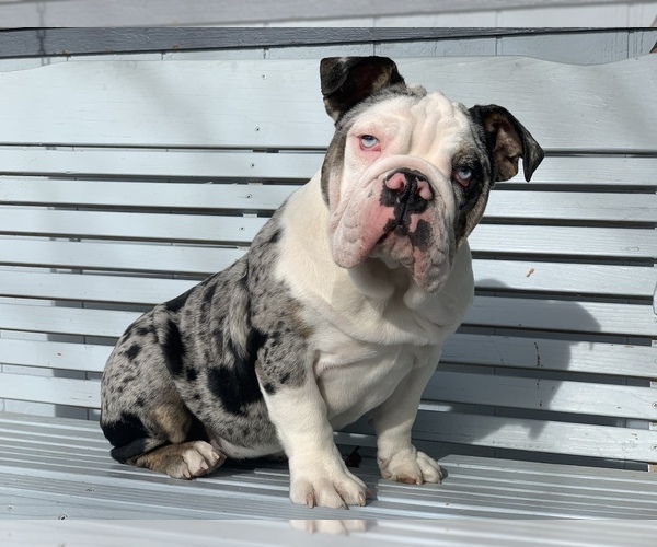 Medium Photo #2 English Bulldog Puppy For Sale in BLOOMFIELD, NM, USA