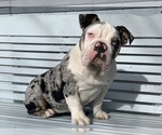 Small Photo #2 English Bulldog Puppy For Sale in BLOOMFIELD, NM, USA