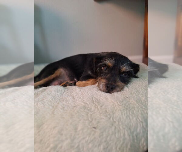 Medium Photo #2 Chihuahua-Unknown Mix Puppy For Sale in Evansville, IN, USA