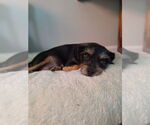 Small #1 Chihuahua Mix