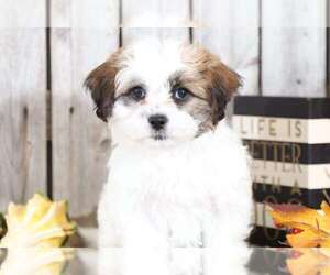 Zuchon Puppy for sale in MOUNT VERNON, OH, USA