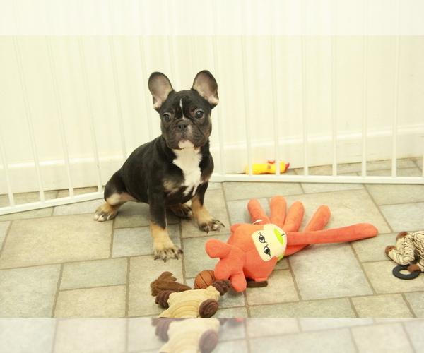 Medium Photo #1 French Bulldog Puppy For Sale in HICKORY, NC, USA