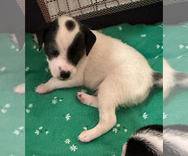 Medium Photo #1 Chiweenie Puppy For Sale in Los Angeles, CA, USA