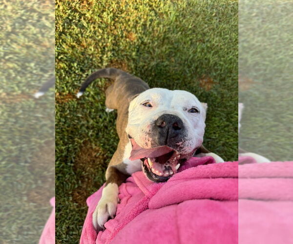 Medium Photo #3 Bulldog-Unknown Mix Puppy For Sale in Dana Point, CA, USA