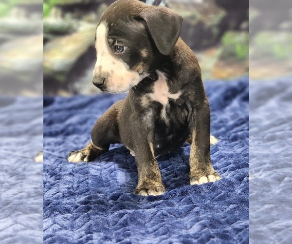 Medium Photo #14 Catahoula Leopard Dog Puppy For Sale in CUMBY, TX, USA