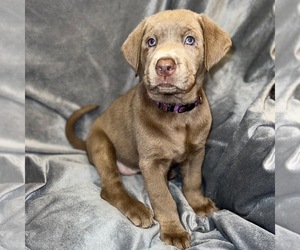 Labrador Retriever Puppy for sale in SALIDA, CA, USA