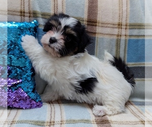 Havanese Puppy for sale in POST FALLS, ID, USA