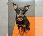 Small #1 Australian Kelpie-Australian Shepherd Mix