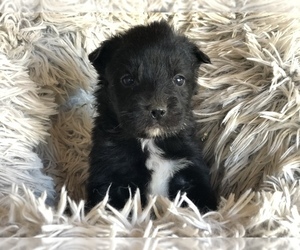 Sheltidoodle Puppy for sale in CONVERSE, IN, USA