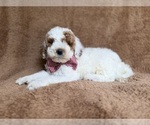 Small #3 Poodle (Miniature)