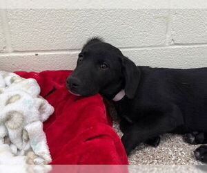 Australian Shepherd-Pointer Mix Dogs for adoption in Pueblo, CO, USA