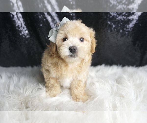 Medium Photo #3 Maltipoo Puppy For Sale in WARSAW, IN, USA