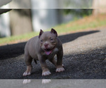 Puppy Free flow American Bully