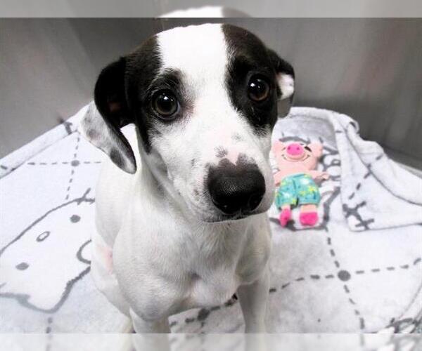 Medium Photo #1 Chihuahua Puppy For Sale in Orange, CA, USA