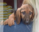 Small #5 Basset Hound