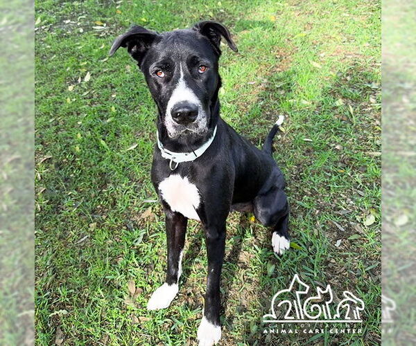 Medium Photo #2 Great Dane-Unknown Mix Puppy For Sale in Irvine, CA, USA